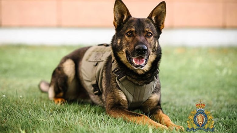 police-service-dog-gator
