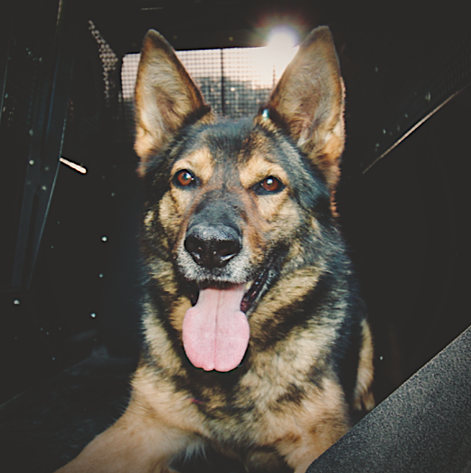 FalkPSD980 portrait