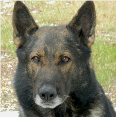 PSDArctic822 Portrait