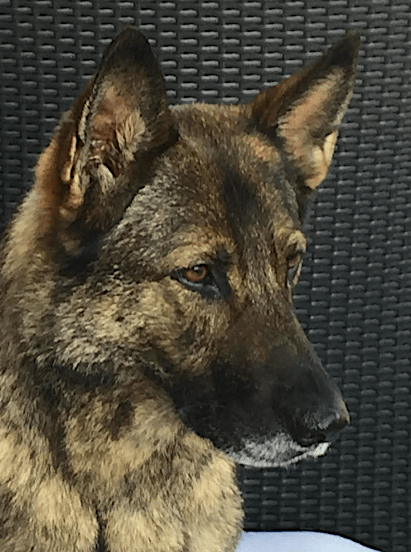 PSDFreddie979